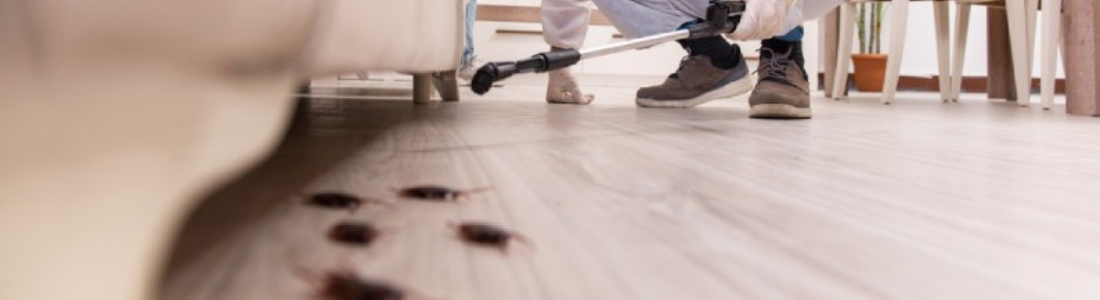 Quando Fazer uma Dedetização Profissional? 24 HORAS